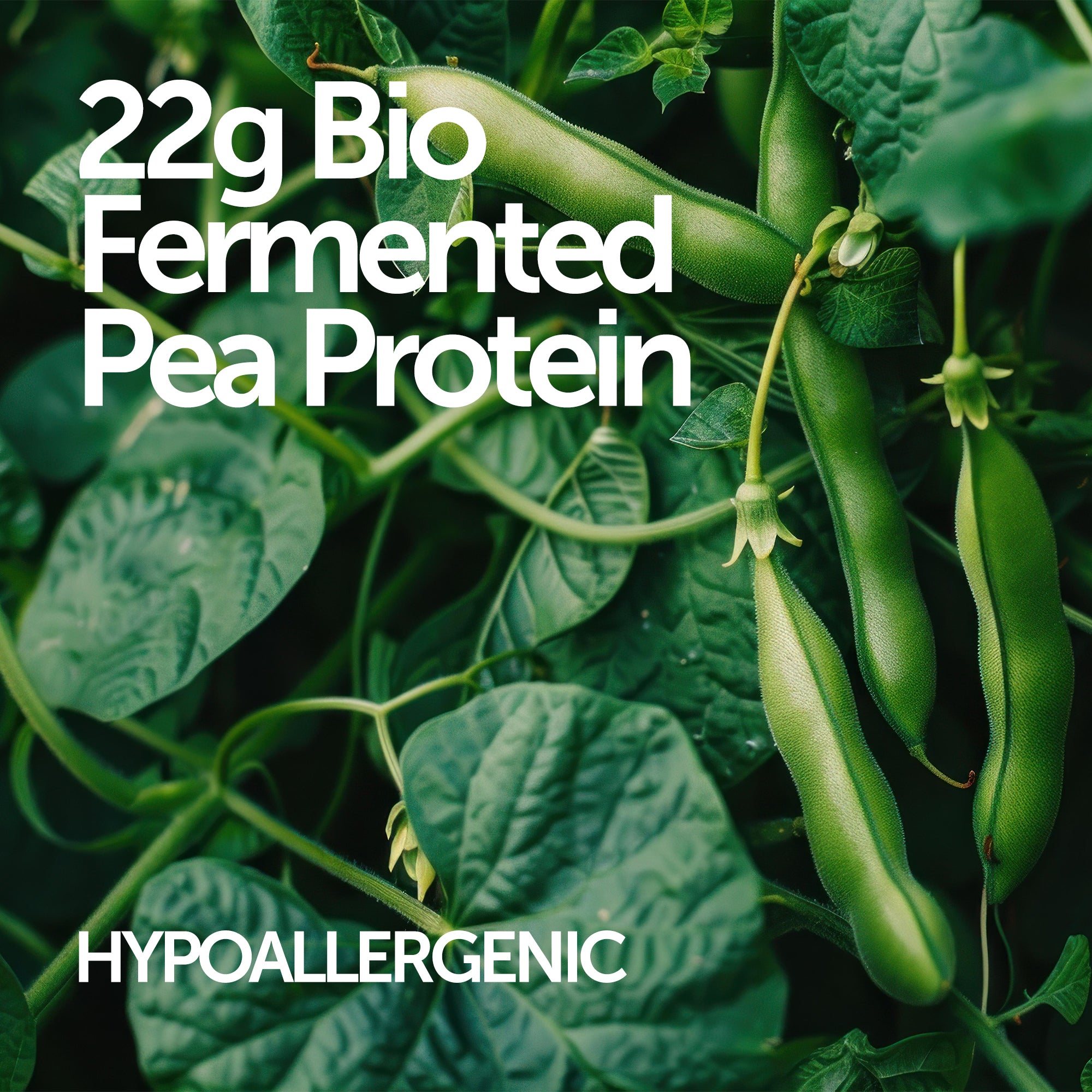 Premium Blend Protein Powder