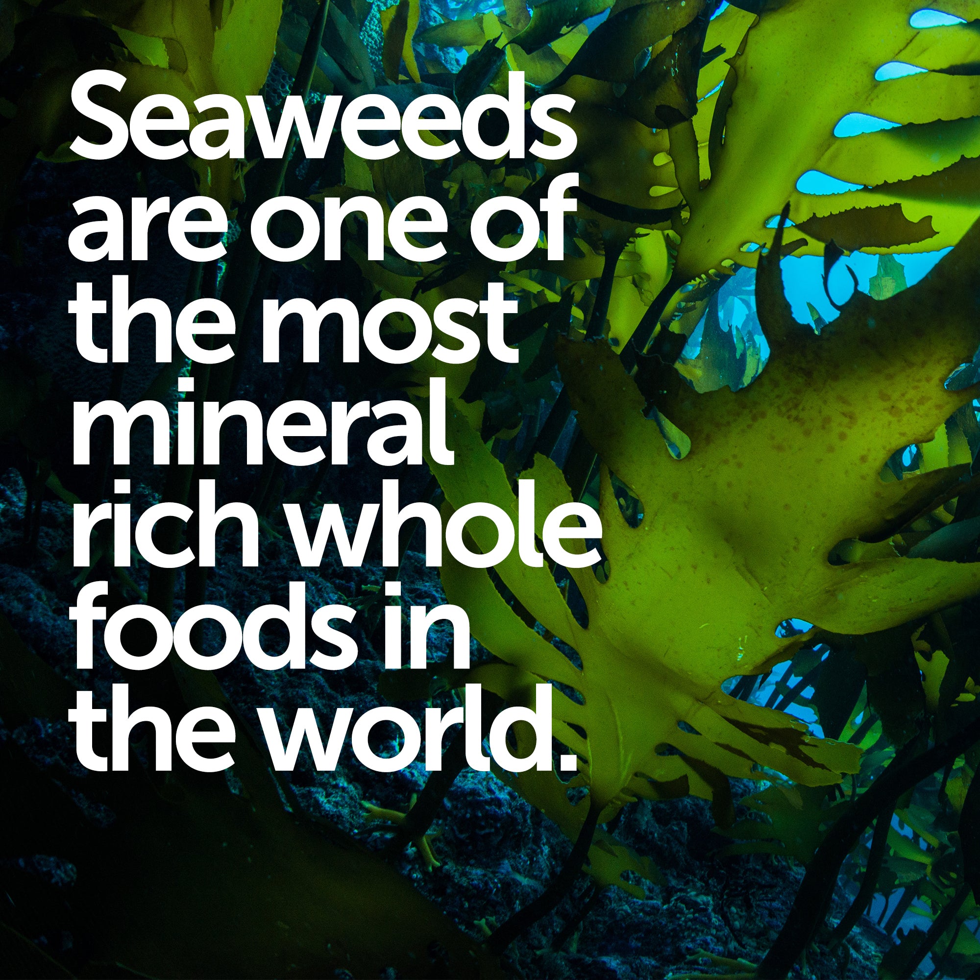 Pacifica+ Seaweed Multi Mineral Formula