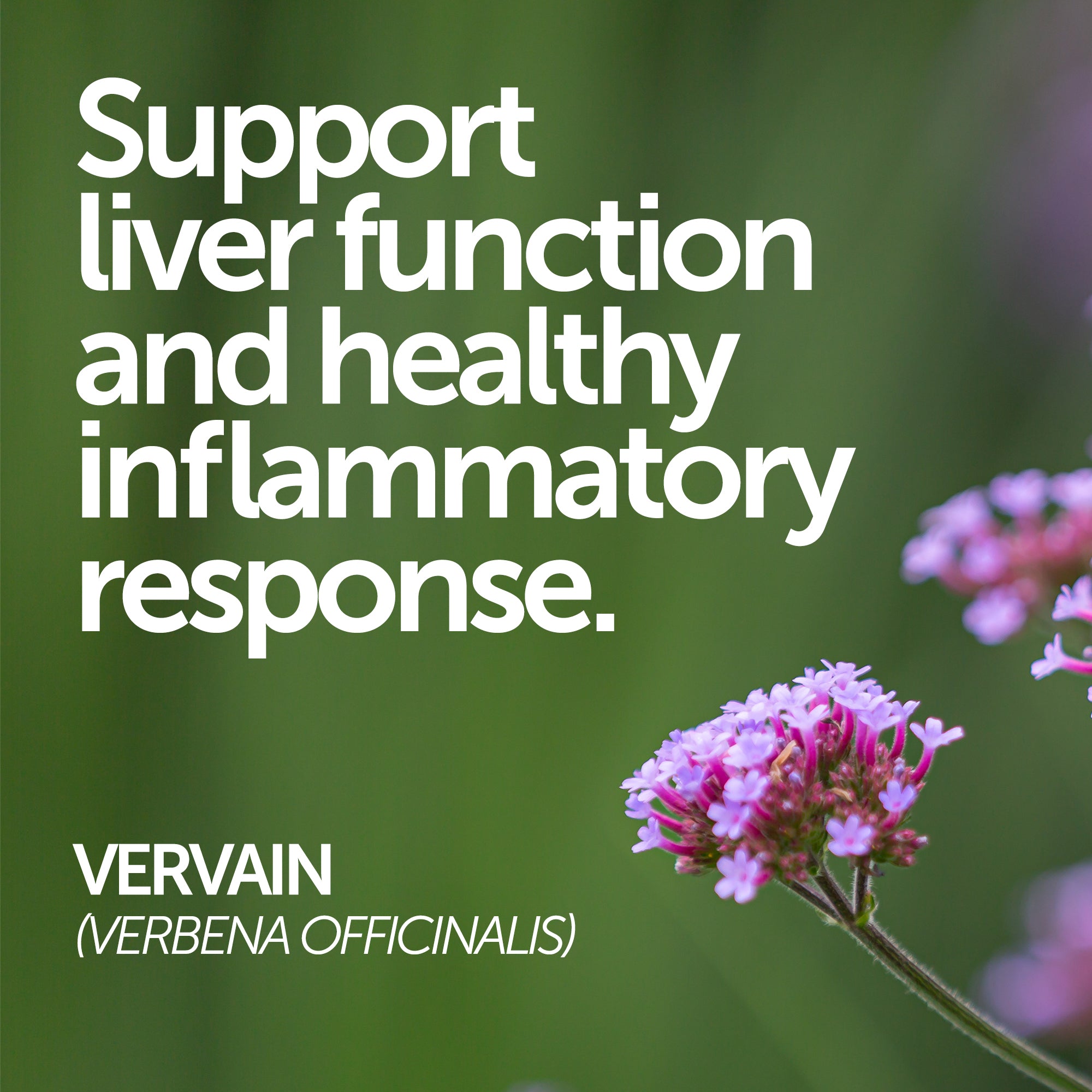 Herbal Cleanse | Liver Kidney Blood