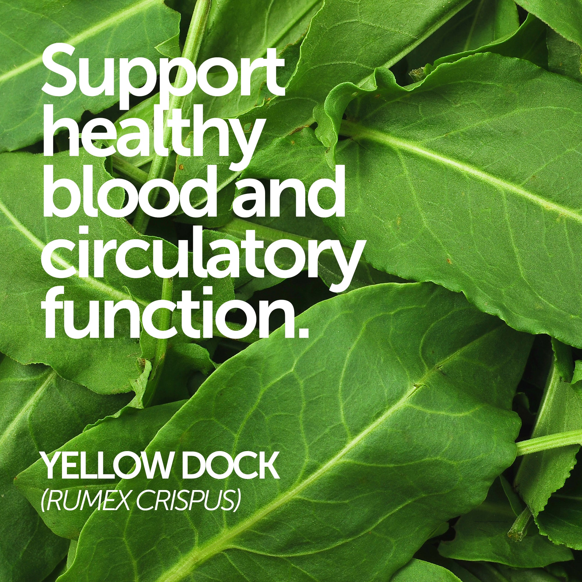 Herbal Cleanse | Liver Kidney Blood