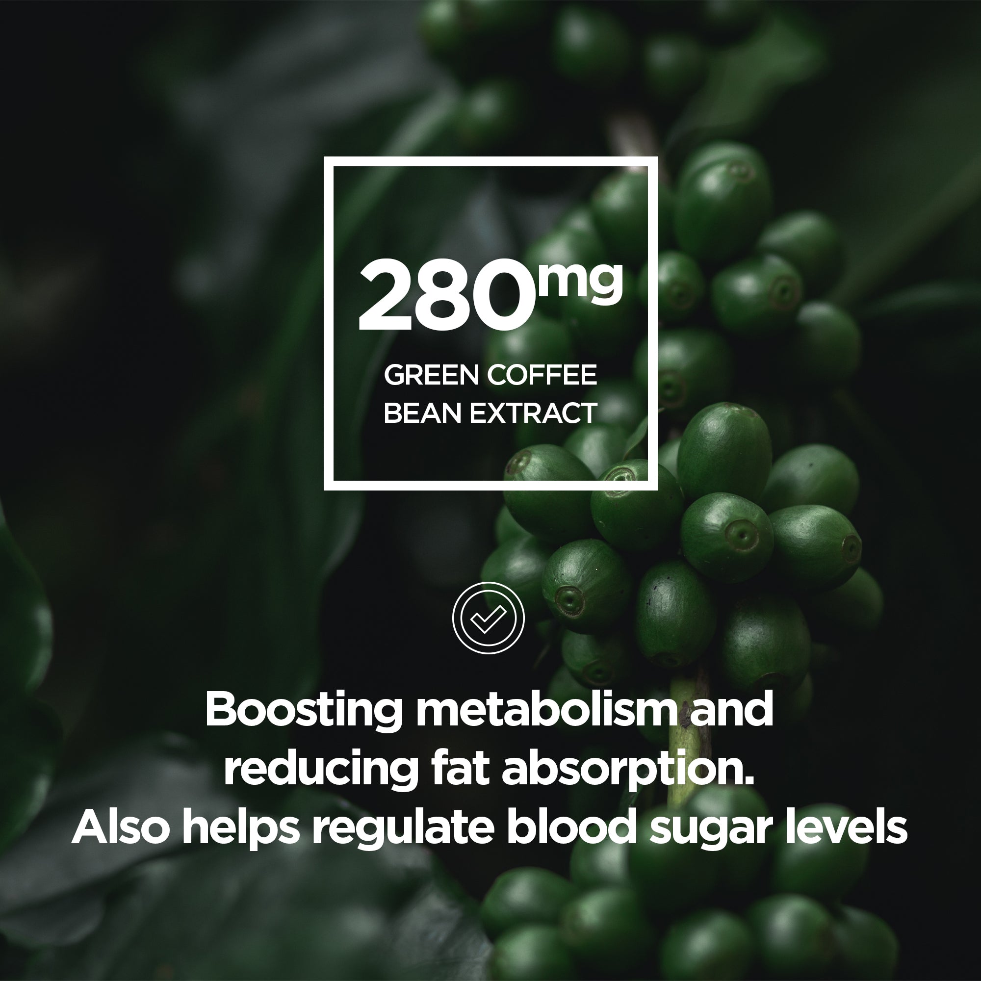 Tone Up +