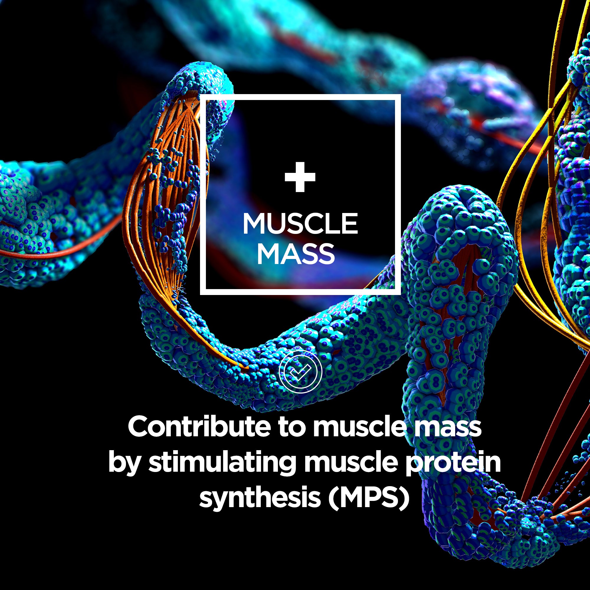 Maintain BCAA Powder