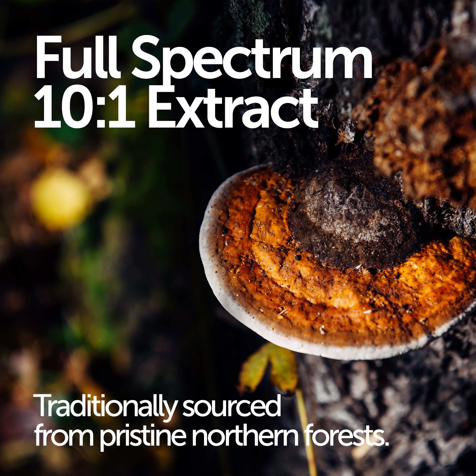 Chaga