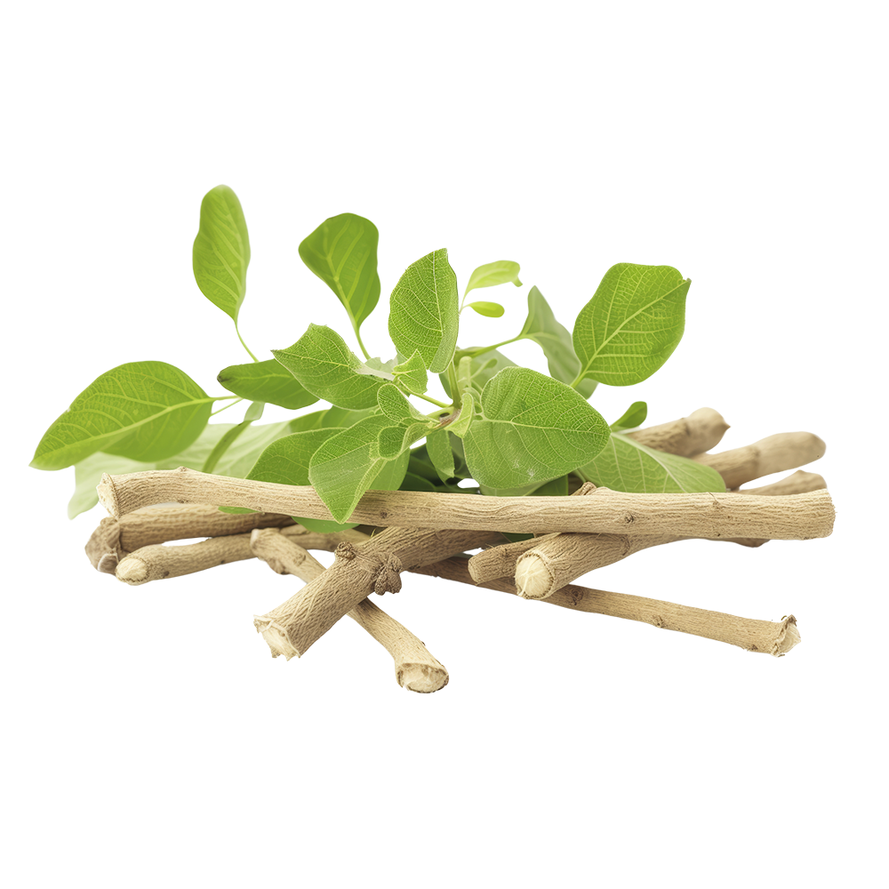 UK gid://shopify/MediaImage/67320559796611