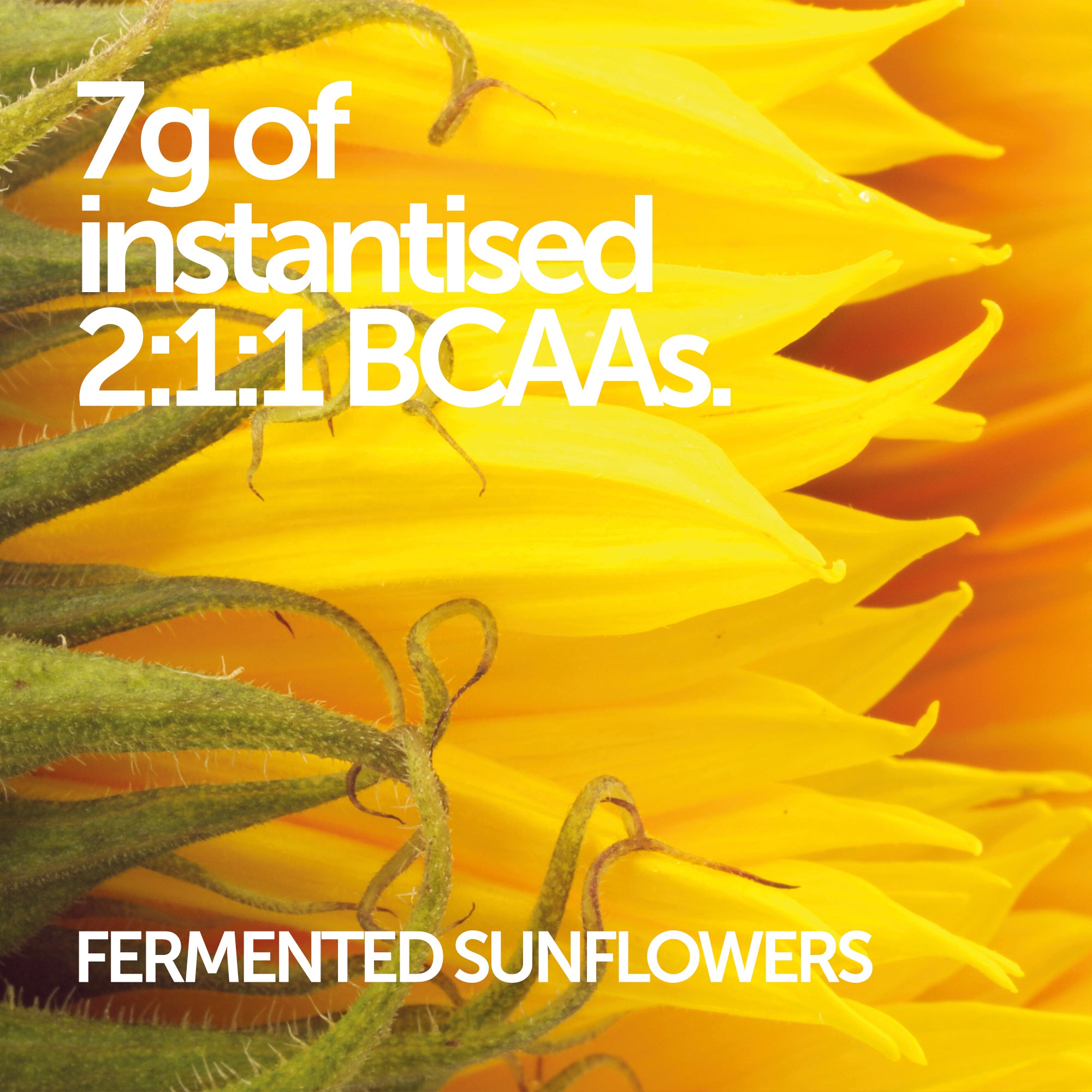 Elite Repair Protein Powder - Revolution Foods (pioneers in plant nutrition)