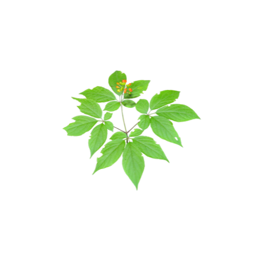 UK gid://shopify/MediaImage/64632881119619