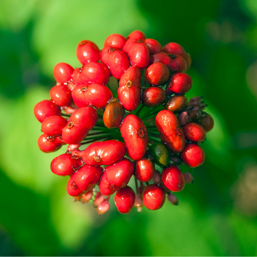 UK gid://shopify/MediaImage/64632883609987