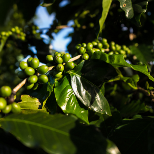 UK gid://shopify/MediaImage/64620979323267