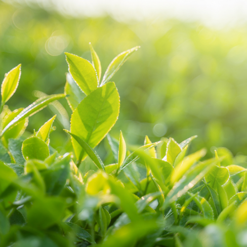 UK gid://shopify/MediaImage/64620997116291