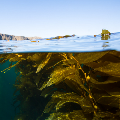 UK gid://shopify/MediaImage/64632532992387