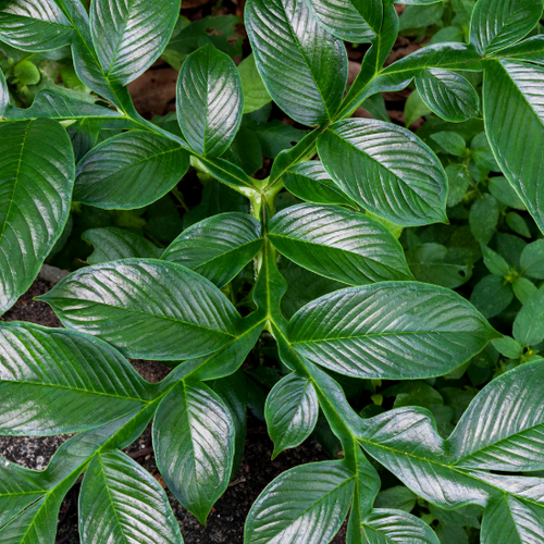 UK gid://shopify/MediaImage/64278063120771