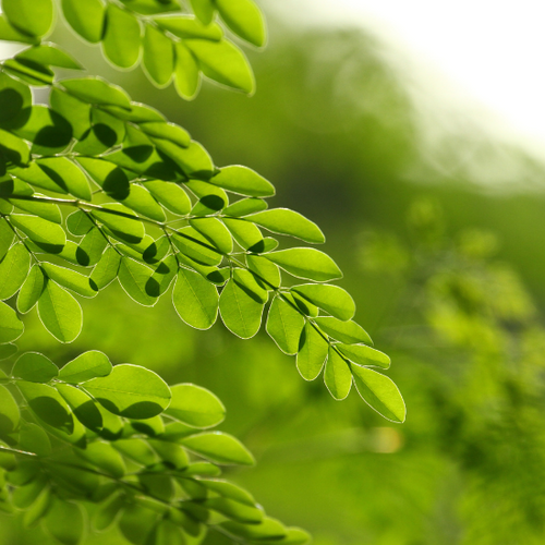 UK gid://shopify/MediaImage/64632462180739