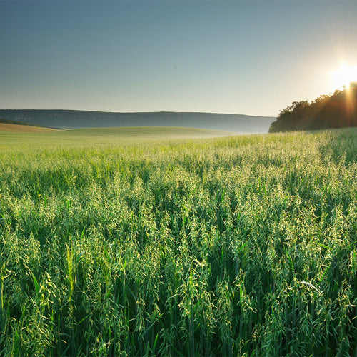 UK gid://shopify/MediaImage/64543330075011