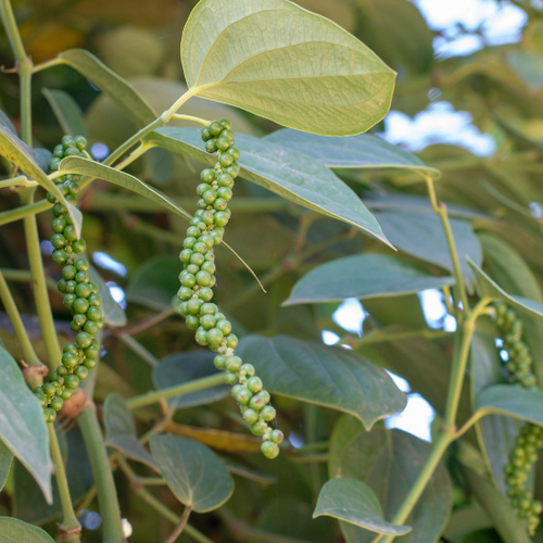 UK gid://shopify/MediaImage/64623194308995