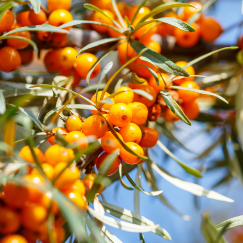 UK gid://shopify/MediaImage/64315102855555