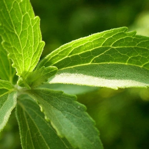 UK gid://shopify/MediaImage/64278328738179